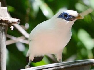 mynah
