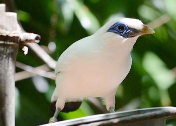 mynah