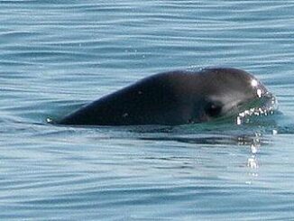 vaquita
