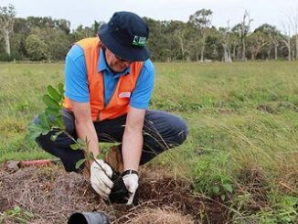 tree planting