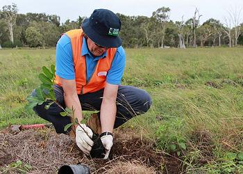 tree planting