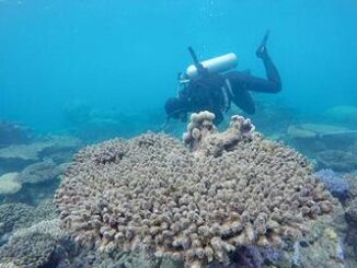 coral
