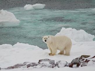 bear, ice