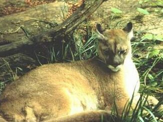 cougar