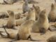 Cape fur seals