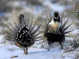grouse