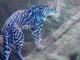 ocelot