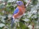 bluebird
