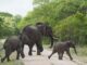 elephants