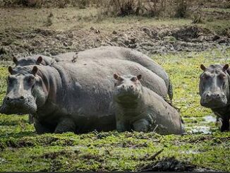 hippos
