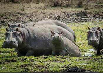 hippos