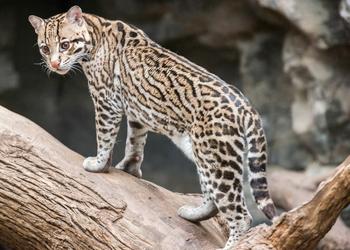 ocelot