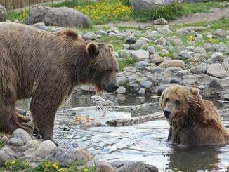 bears