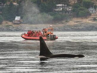 orca boat