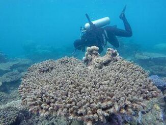 coral