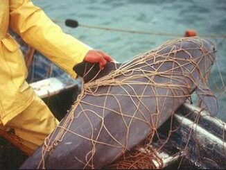 vaquita