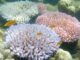 corals