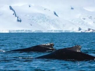 whales