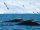 whales