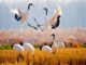 cranes