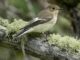 flycatcher