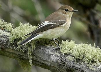 flycatcher