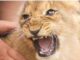 infant lion