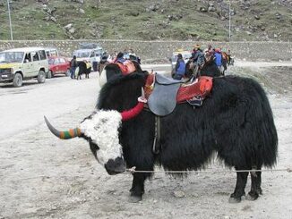 yaks