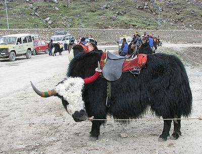 yaks