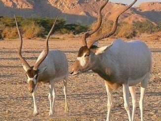 addax