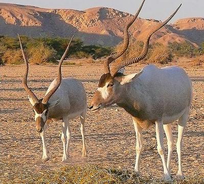 addax