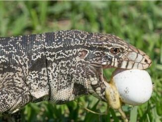tegu