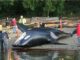 dead killer whale