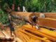 logging
