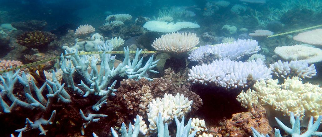 Climate Puts Great Barrier Reef World Heritage ‘In Danger ...