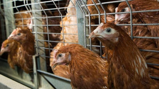 Europe Plans to Ban Cages for Farm Animals |