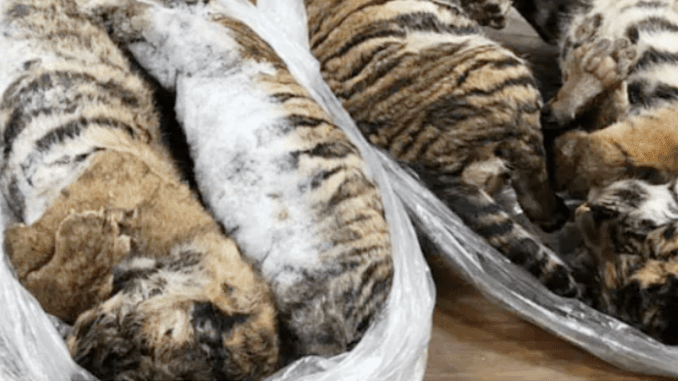 Seven dead tiger cubs found frozen in back of car