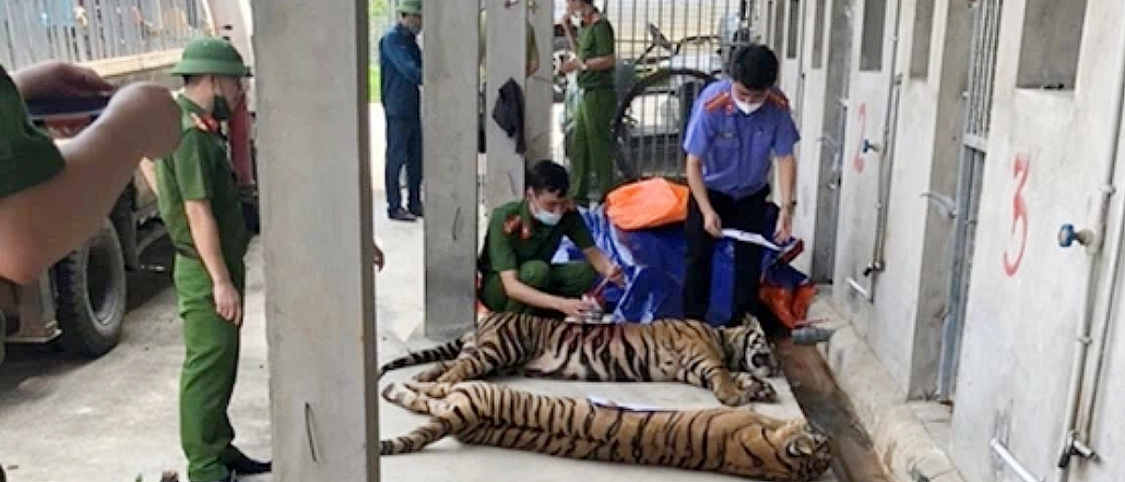 Tiger farms in Laos fuel demand for tiger parts on black market