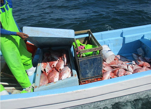 House bans shark fin trade, curbs illegal fishing