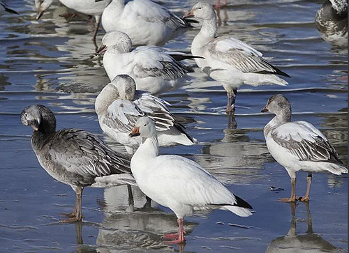 snow geese