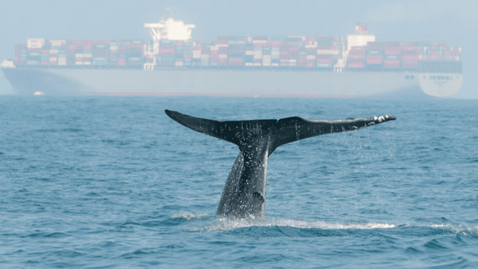 whale near ship