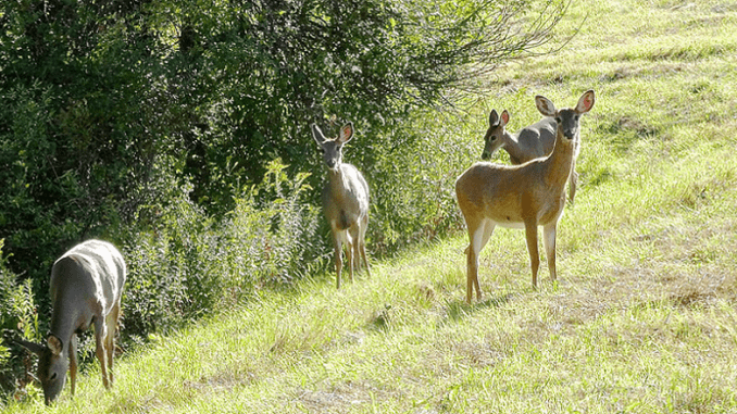 Los animales pueden formar reservorios virales donde se reproducen las variantes virales