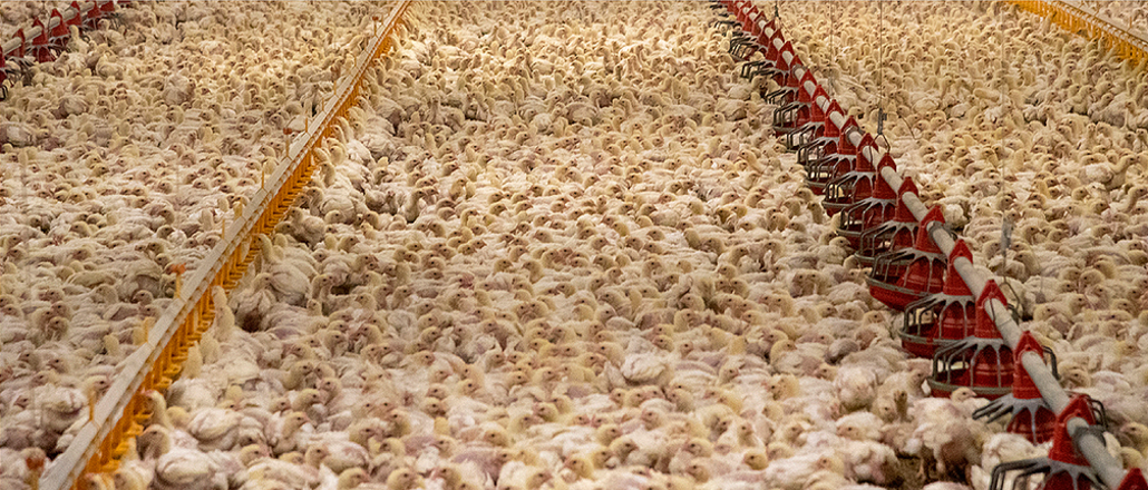 Bird Flu Infects Chickens, Turkeys Worldwide, Millions Killed