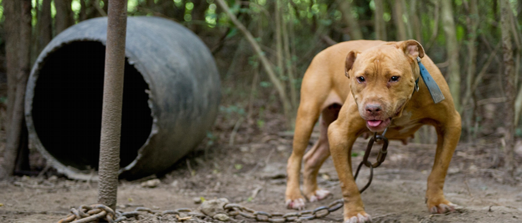 Louisiana Man Indicted for Dog Fighting Ventures