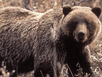 grizzly bear Montana