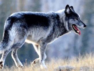 gray wolf Idaho