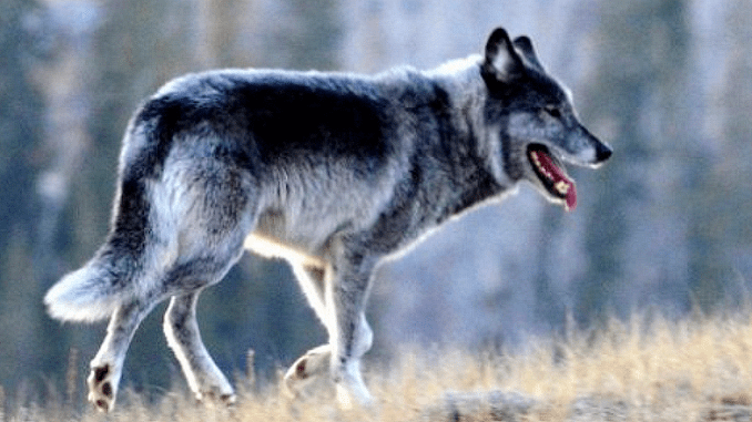 gray wolf Idaho