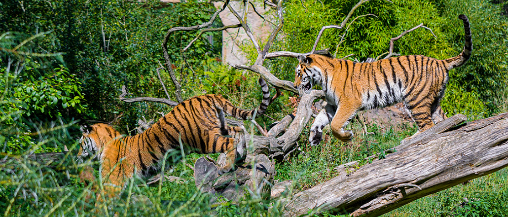 Tiger Numbers Rise, But Monarch Butterfly Numbers Crash Tiger Numbers Rise, But Monarch Butterfly Numbers Crash