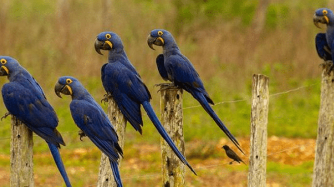 Hyacinth macaws