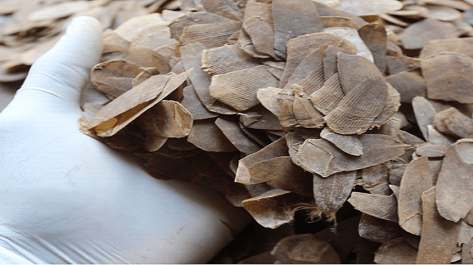 pangolin scales